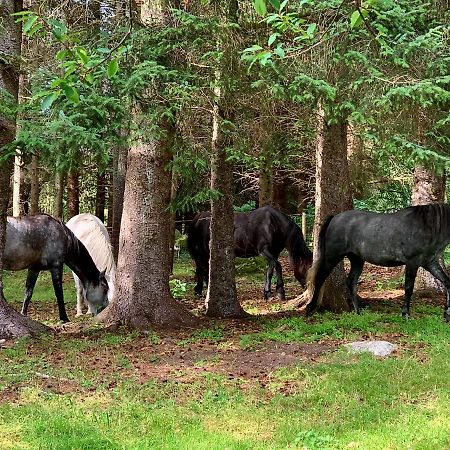 Appartamento Kjorsvik Ovre Tornes Esterno foto