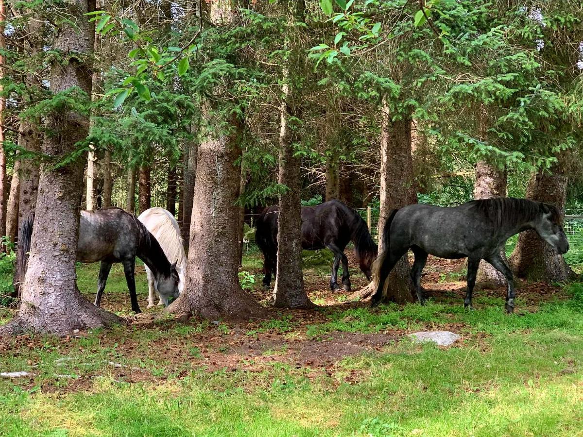 Appartamento Kjorsvik Ovre Tornes Esterno foto