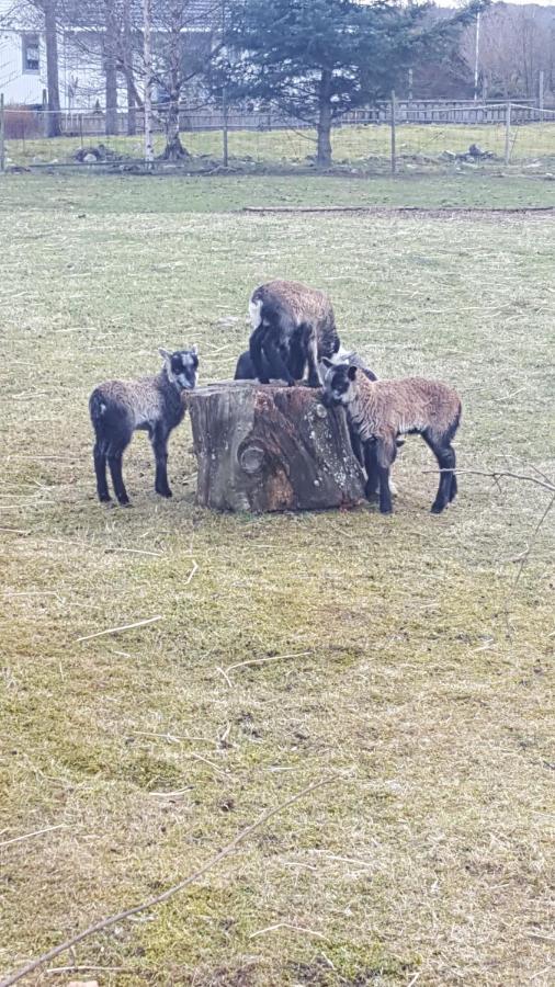 Appartamento Kjorsvik Ovre Tornes Esterno foto