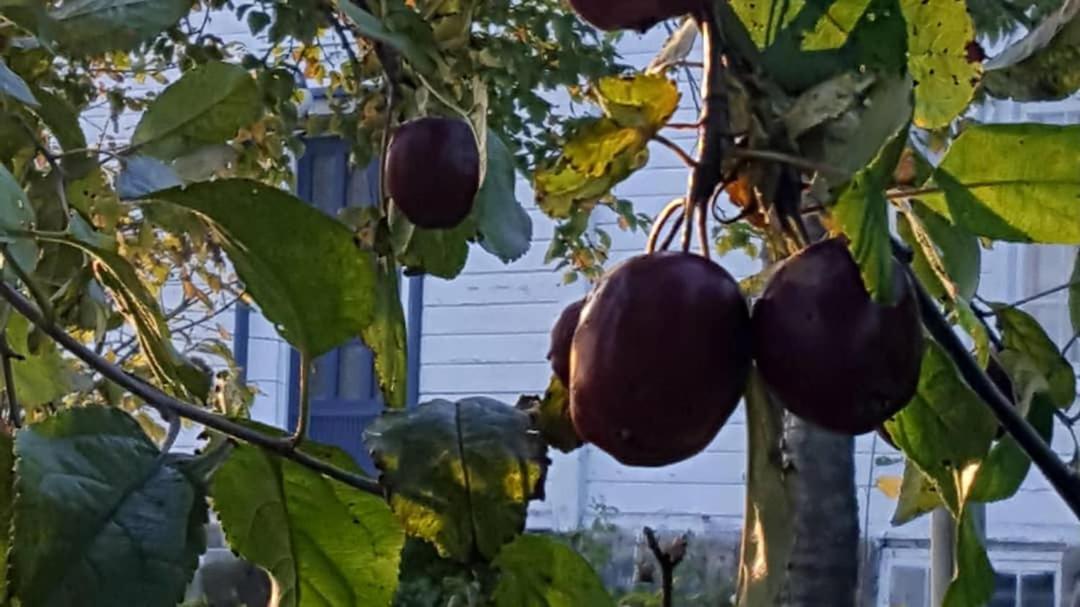Appartamento Kjorsvik Ovre Tornes Esterno foto